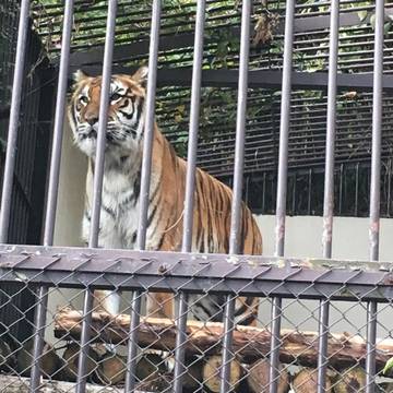 長野県にあるおすすめの動物園10選 たくさんの動物とふれあおう 2 子連れのおでかけ 子どもの遊び場探しならコモリブ