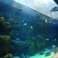 宮島水族館 の写真 (3)