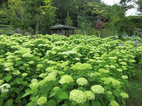 山中湖花の都公園 子連れのおでかけ 子どもの遊び場探しならコモリブ