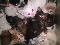 和歌山県動物愛護センター 子連れのおでかけ 子どもの遊び場探しならコモリブ 和歌山県動物愛護センター 子連れのおでかけ 子どもの遊び場探しならコモリブ
