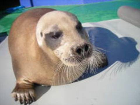 伊勢夫婦岩ふれあい水族館シーパラダイス 子連れのおでかけ 子どもの遊び場探しならコモリブ 伊勢夫婦岩ふれあい水族館シーパラダイス 子連れのおでかけ 子どもの遊び場探しならコモリブ