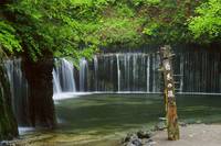 軽井沢　白糸の滝 の写真 (2)