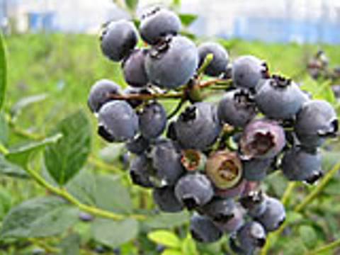 いちご観光農園 針テラスベリーファーム 子連れのおでかけ 子どもの遊び場探しならコモリブ いちご観光農園 針テラスベリーファーム 子連れのおでかけ 子どもの遊び場探しならコモリブ