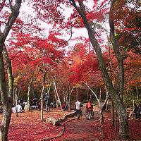 瑞宝寺公園（ずいほうじこうえん） の写真