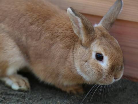 日光の子連れ旅行におすすめの観光スポット選 赤ちゃんも子供も雨でも楽しめる遊び場 子連れのおでかけ 子どもの遊び場探しならコモリブ 日光の子連れ旅行におすすめの観光スポット選 赤ちゃんも子供も雨でも楽しめる遊び場 子連れのおでかけ 子どもの遊び場探しならコモリブ