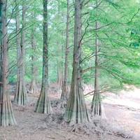 篠栗九大の森 の写真