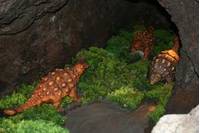 小原洞窟恐竜ランド＆極楽洞 の写真 (3)