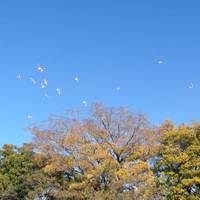 兵庫島公園 の写真 (2)