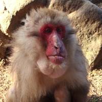 小豆島銚子渓　自然動物園　お猿の国 の写真 (2)