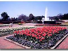 茨城県植物園 子連れのおでかけ 子どもの遊び場探しならコモリブ 茨城県植物園 子連れのおでかけ 子どもの遊び場探しならコモリブ