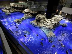 東京のクラゲが見られる水族館7選 充実設備でゆっくり楽しめる 子連れのおでかけ 子どもの遊び場探しならコモリブ 東京のクラゲが見られる水族館7選 充実設備でゆっくり楽しめる 子連れのおでかけ 子どもの遊び場探しならコモリブ