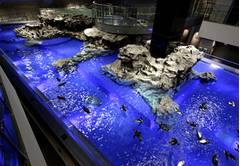 東京のクラゲが見られる水族館7選 充実設備でゆっくり楽しめる 子連れのおでかけ 子どもの遊び場探しならコモリブ