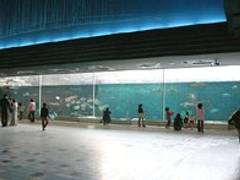 神戸市立須磨海浜水族園 子連れのおでかけ 子どもの遊び場探しならコモリブ 神戸市立須磨海浜水族園 子連れのおでかけ 子どもの遊び場探しならコモリブ