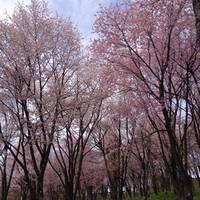 上川遊歩道公園 の写真 (2)
