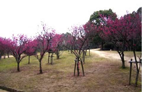 兵庫県立甲山森林公園 子連れのおでかけ 子どもの遊び場探しならコモリブ