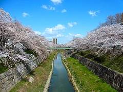 愛知のお花見におすすめなスポット15選！子連れで桜を見よう