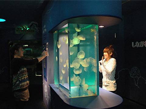 しながわ水族館 子連れのおでかけ 子どもの遊び場探しならコモリブ しながわ水族館 子連れのおでかけ 子どもの遊び場探しならコモリブ