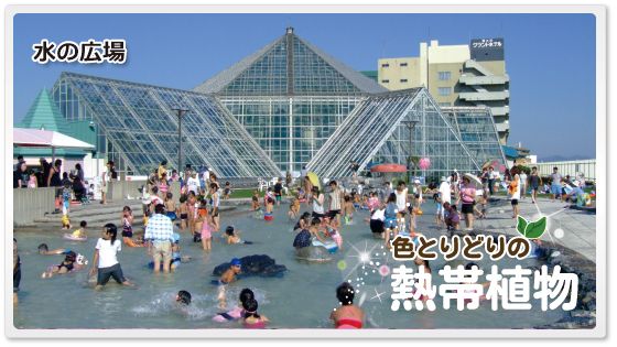 函館市熱帯植物園 子連れのおでかけ 子どもの遊び場探しならコモリブ