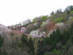 大峰山　桜公園　（おおみねやま　さくらこうえん）