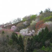 大峰山　桜公園　（おおみねやま　さくらこうえん） の写真 (1)