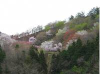 大峰山　桜公園　（おおみねやま　さくらこうえん） の写真