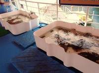 わくわく海中水族館 シードーナツ の写真 (1)