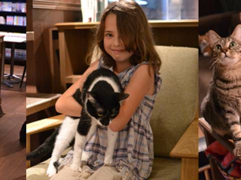東京の子連れ利用できるおすすめ猫カフェ8選 子供から大人まで癒やされる 子連れのおでかけ 子どもの遊び場探しならコモリブ 東京の子連れ利用できるおすすめ猫カフェ8選 子供から大人まで癒やされる 子連れのおでかけ 子どもの遊び場探しならコモリブ