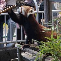 釧路市動物園 の写真