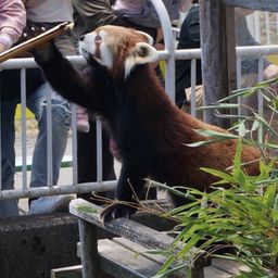 日本でトナカイに会える牧場 動物園7選 Comolib Magazine