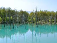 白金 青い池 の写真 (2)