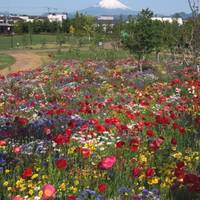 神奈川県立花と緑のふれあいセンター花菜ガーデン の写真 (3)