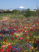 神奈川県立花と緑のふれあいセンター花菜ガーデン の写真 (3)