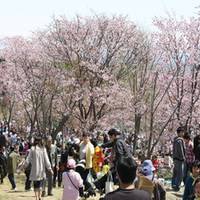 天都山桜公園（てんとざん の写真 (2)