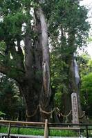 日本一の大杉 の写真 (2)