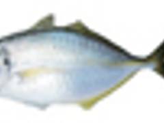 関西の子連れで行ける釣り堀おすすめ10選 親子の趣味ができるかも 子連れのおでかけ 子どもの遊び場探しならコモリブ