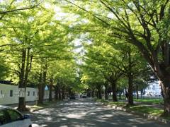 北海道大学　イチョウ並木