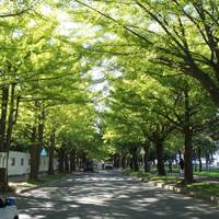 北海道大学　イチョウ並木
