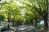 北海道大学　イチョウ並木 の写真