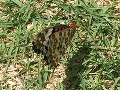 北総花の丘公園 子連れのおでかけ 子どもの遊び場探しならコモリブ