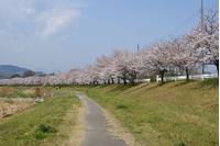 こだま千本桜 の写真 (1)