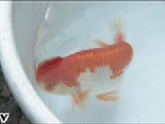 寿々木園 子連れのおでかけ 子どもの遊び場探しならコモリブ 寿々木園 子連れのおでかけ 子どもの遊び場探しならコモリブ