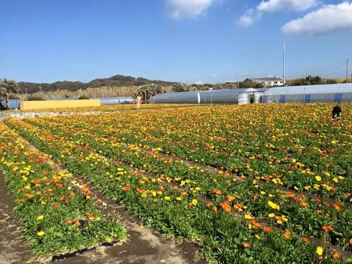 館山いちご狩りセンター 子連れのおでかけ 子どもの遊び場探しならコモリブ