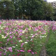 大阪市立長居植物園 子連れのおでかけ 子どもの遊び場探しならコモリブ