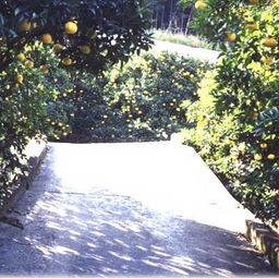 甘夏みかん狩りができる全国のおすすめ農園10選 Comolib Magazine