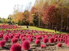 子連れにおすすめ 札幌にある大きな公園10選 子連れのおでかけ 子どもの遊び場探しならコモリブ 子連れにおすすめ 札幌にある大きな公園10選 子連れのおでかけ 子どもの遊び場探しならコモリブ
