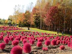 国営滝野すずらん丘陵公園