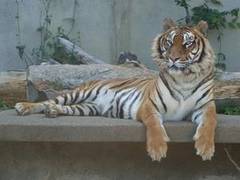 関東のおすすめ動物園35選 ふれあい体験できる所から安くて面白い動物公園や観光牧場も 3 子連れのおでかけ 子どもの遊び場探しならコモリブ 関東のおすすめ動物園35選 ふれあい体験できる所から安くて面白い動物公園や観光牧場も 3 子連れのおでかけ 子どもの遊び場探しならコモリブ