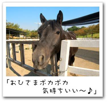 ネーブルパーク ポニー牧場 子連れのおでかけ 子どもの遊び場探しならコモリブ