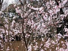 原宿駅すぐ！代々木公園もお散歩するおでかけコース