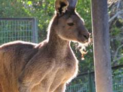 鹿児島市平川動物公園